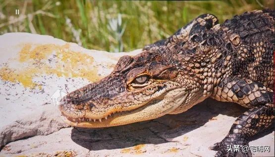 三星samsung55英寸oled测评,三星lsp9t评测