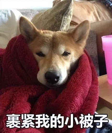 虎头凤冬季掉毛怎么解决,八哥冬季掉毛了是什么原因