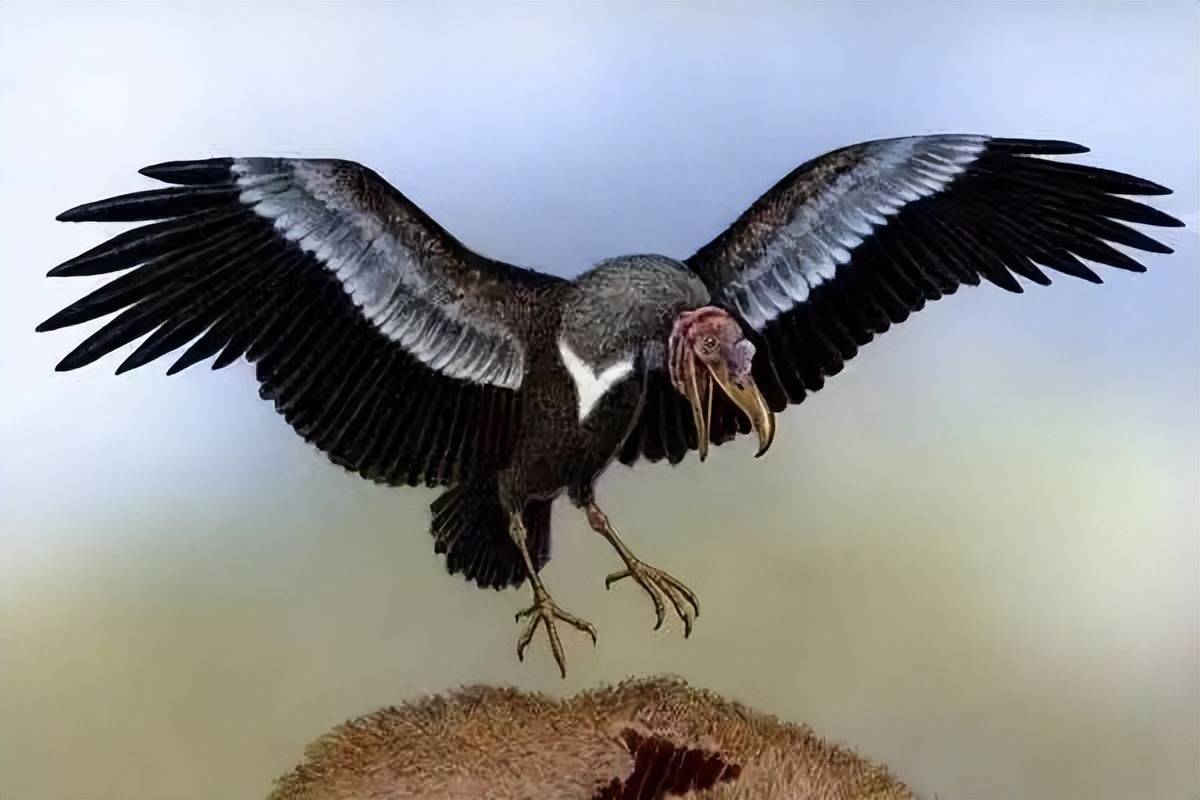 阿根廷巨鹰以狮子为食,阿根廷巨鹰和狮子