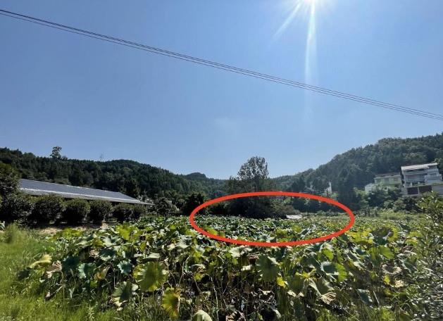 四川阆中金喜珠宝,阆中金喜珠宝加工厂到底怎么回事