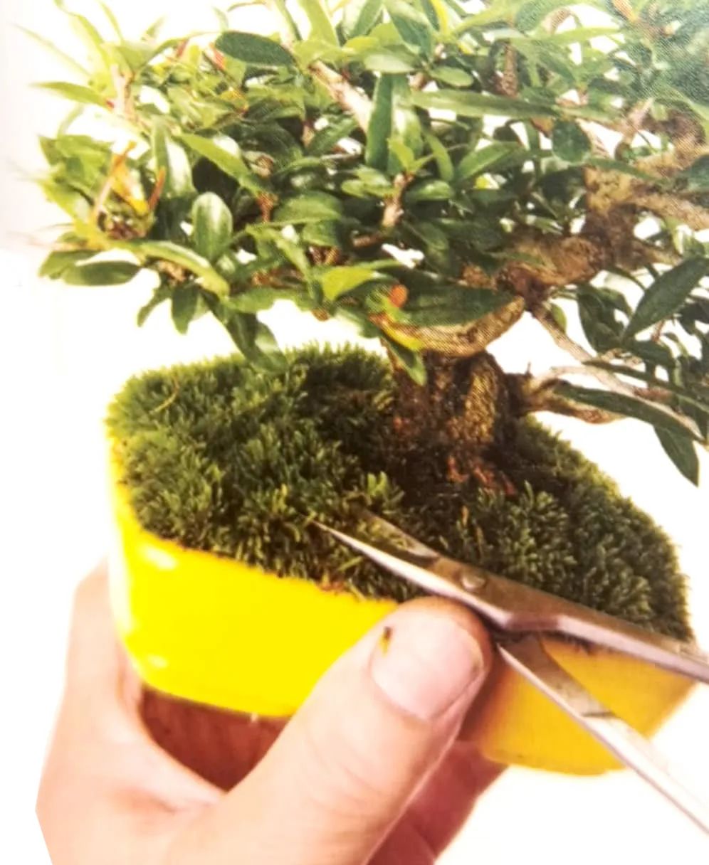 苔藓盆景怎么养水苔,苔藓盆景的养殖方法解答