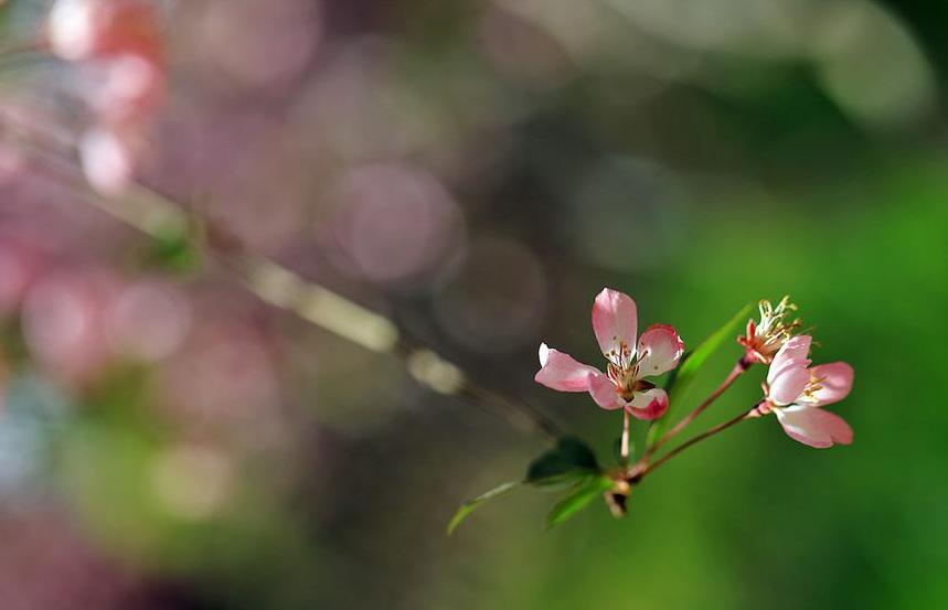 写踏青寻春的诗句,惜春寻春之意的诗词