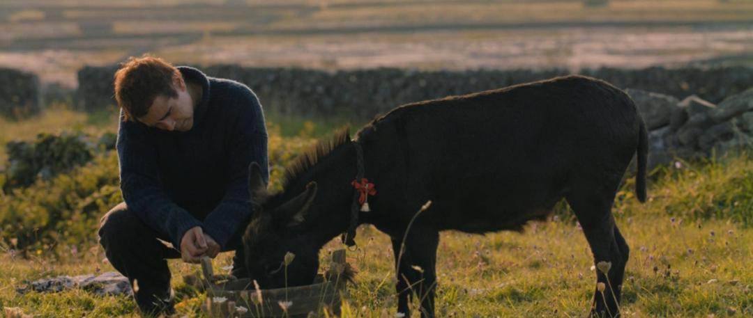 关于驴的电影大全,关于驴的电影解说
