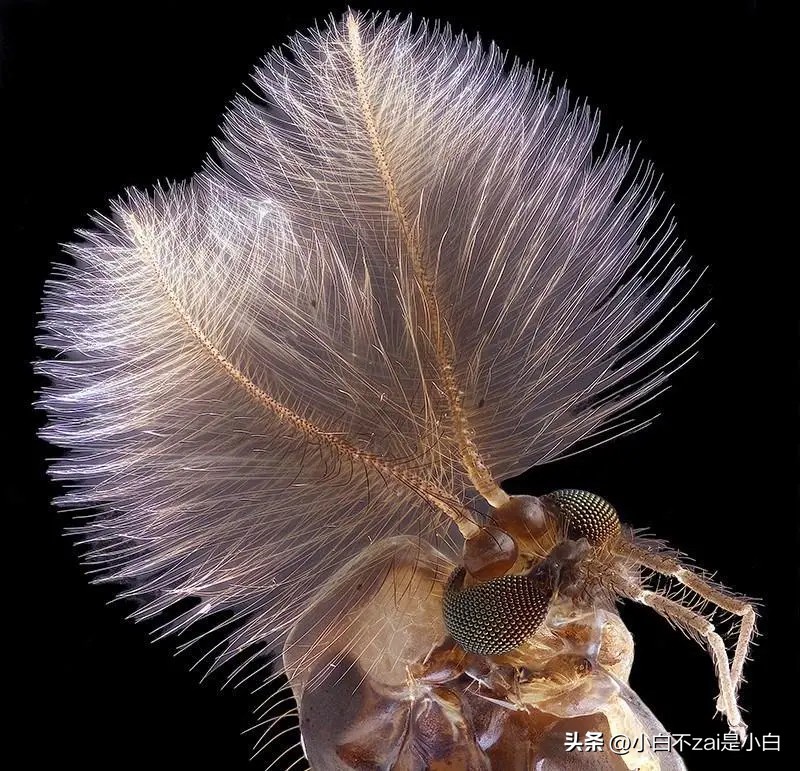 显微镜观察昆虫脸视频,昆虫在显微镜下的真正面目