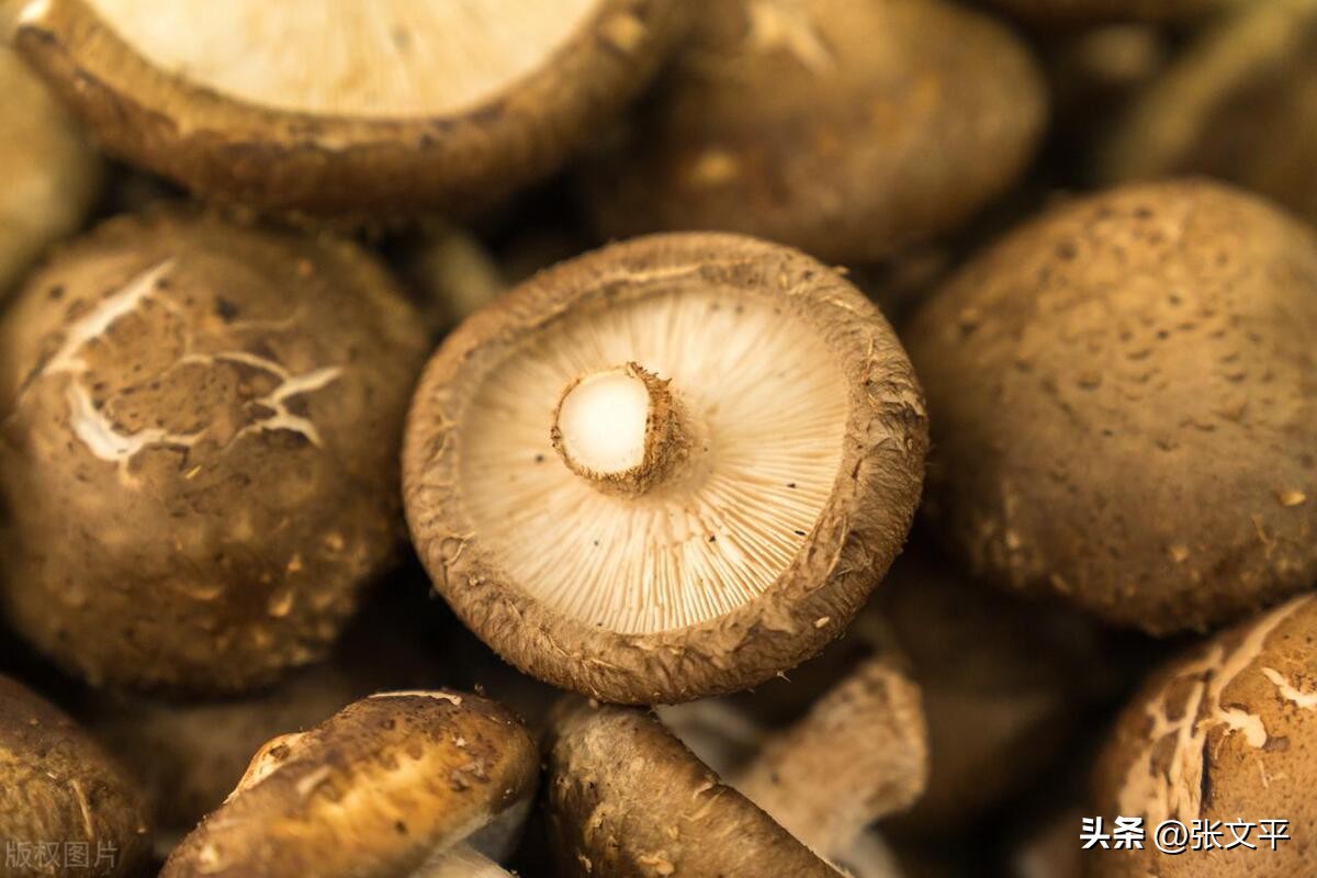 一碗正宗的蕈油面等你来品尝,全上海难觅的蕈油面