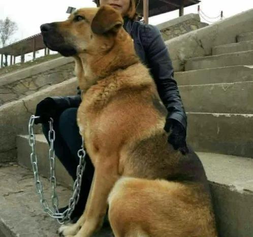 好狗绝不死在家中预示什么,哪几种狗最容易死亡