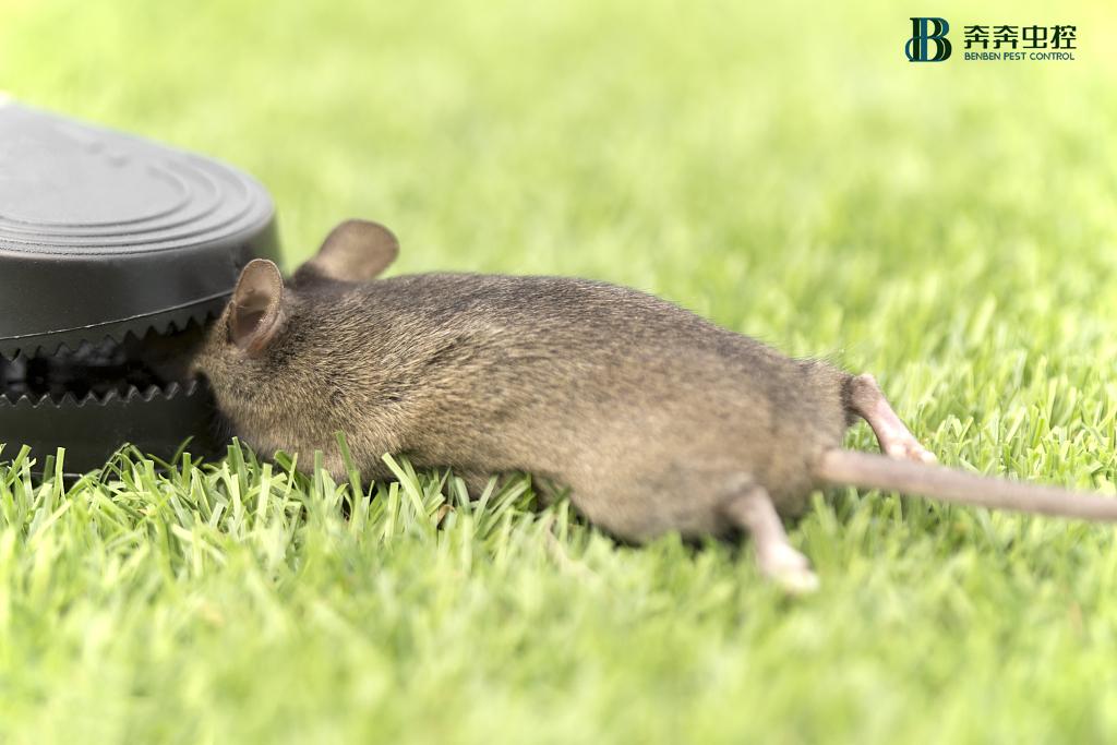 家里发现老鼠最简单的办法,野外如何驱赶老鼠最有效的方法