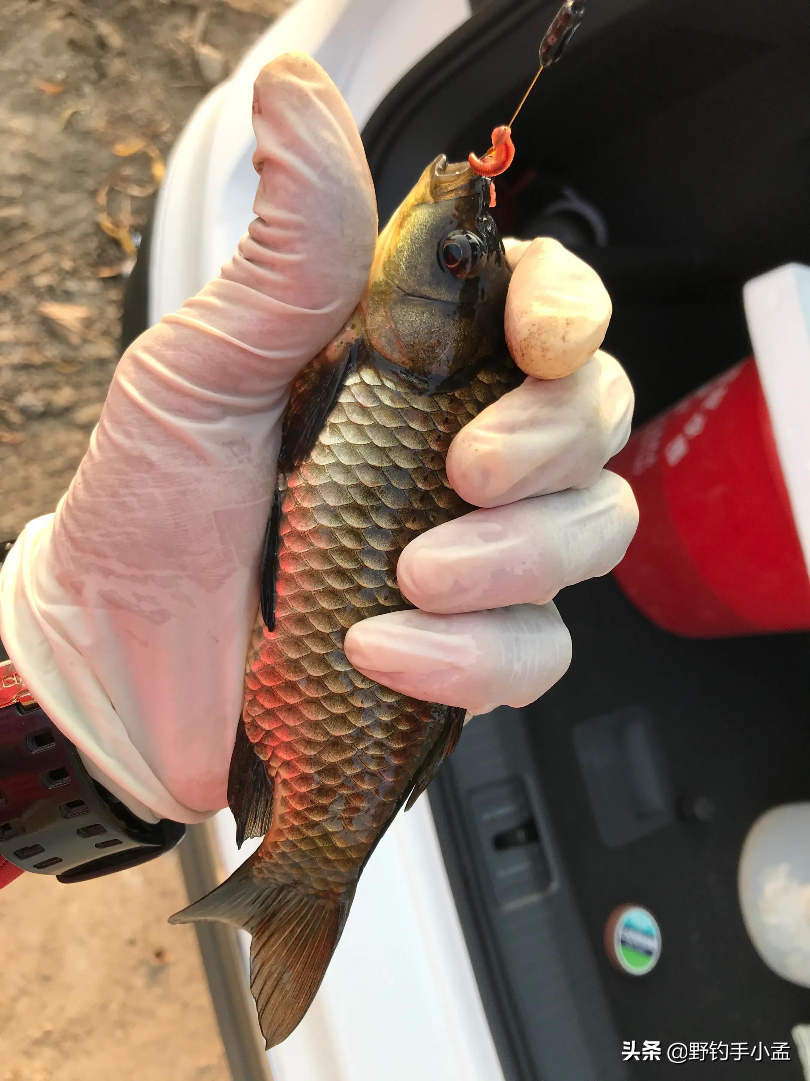 蚯蚓钓鱼正确挂法视频,蚯蚓缠绕挂钩法能活多久