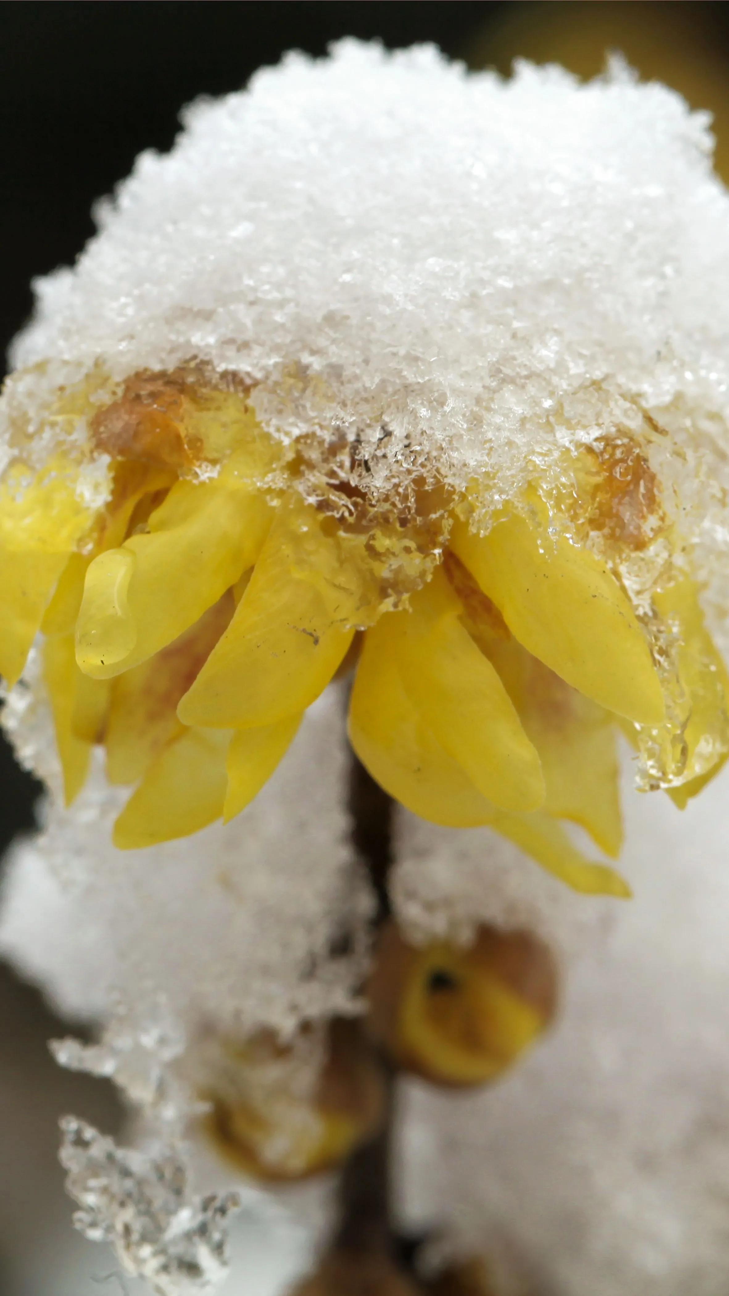 蜡梅花是梅花吗,蜡梅花是秋天开的吗