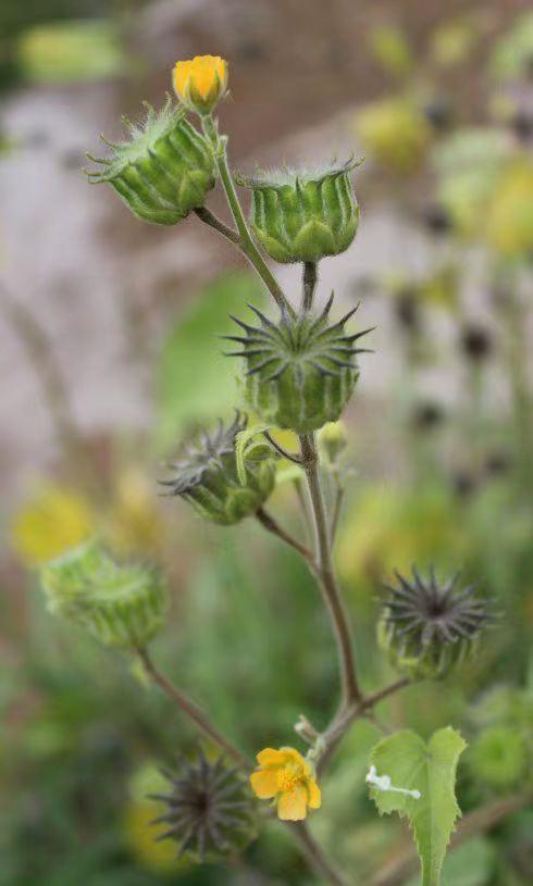 鑰佸渻鑰曡鏁ｈ涔︾睄,鑰佸渻鑰曡鏁ｈ