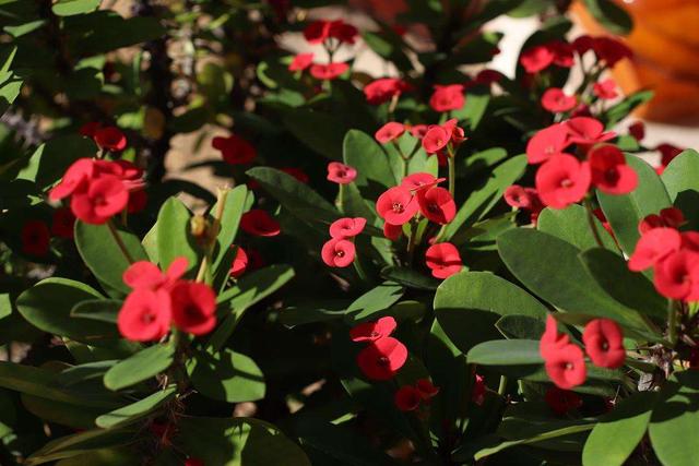 室内四季最好养的10种花,适宜在家中养的10种花排名