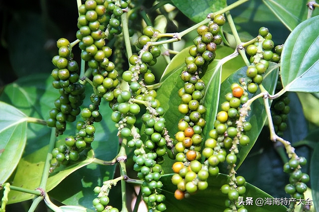 海南胡椒价格,今天海南胡椒收购价格