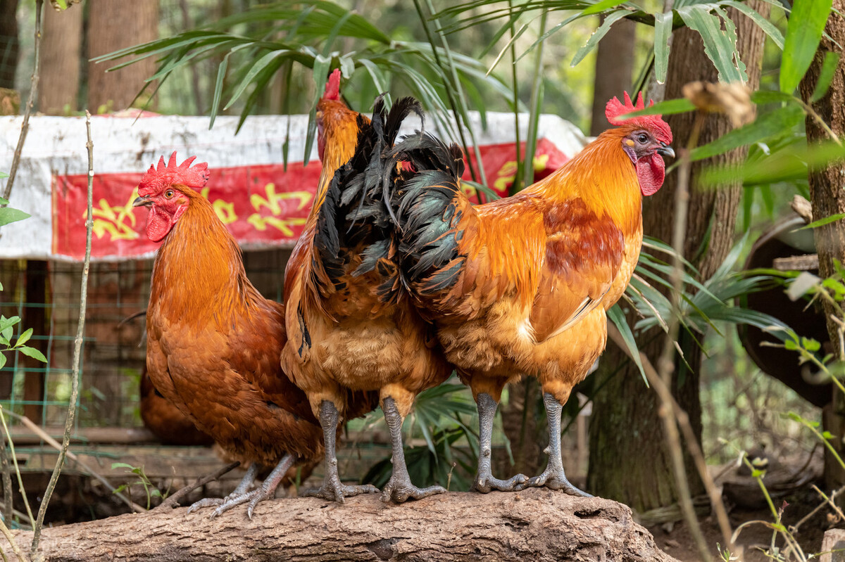 家禽磺胺药中毒怎么解毒最好,家禽中毒怎么解毒最好