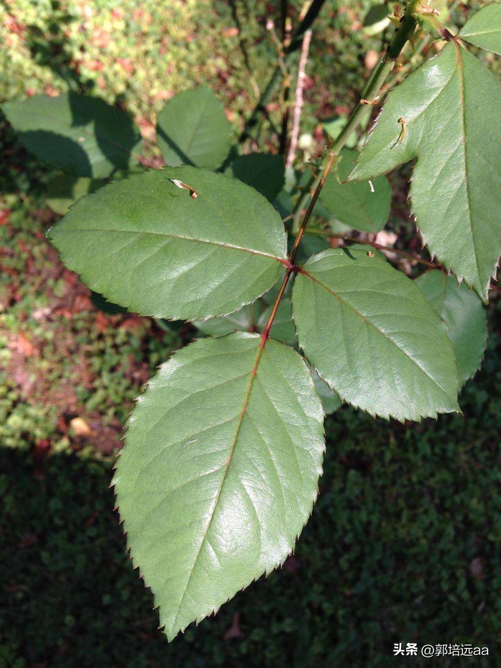 靠树叶一年赚8000万,一片树叶卖7000元