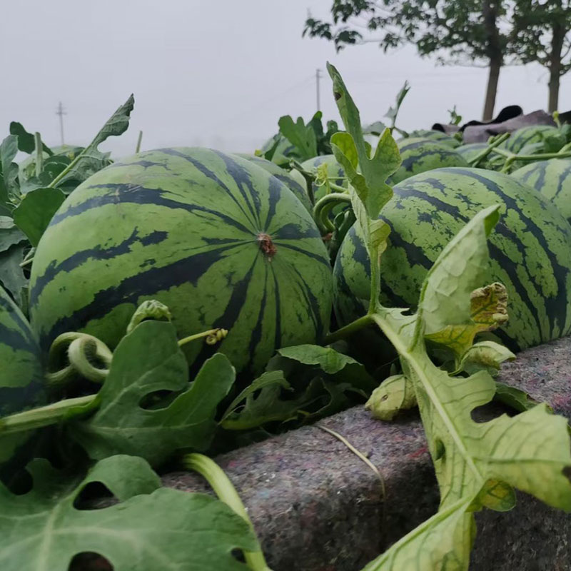 抗病抗裂强西瓜品种,不裂果的早熟西瓜品种