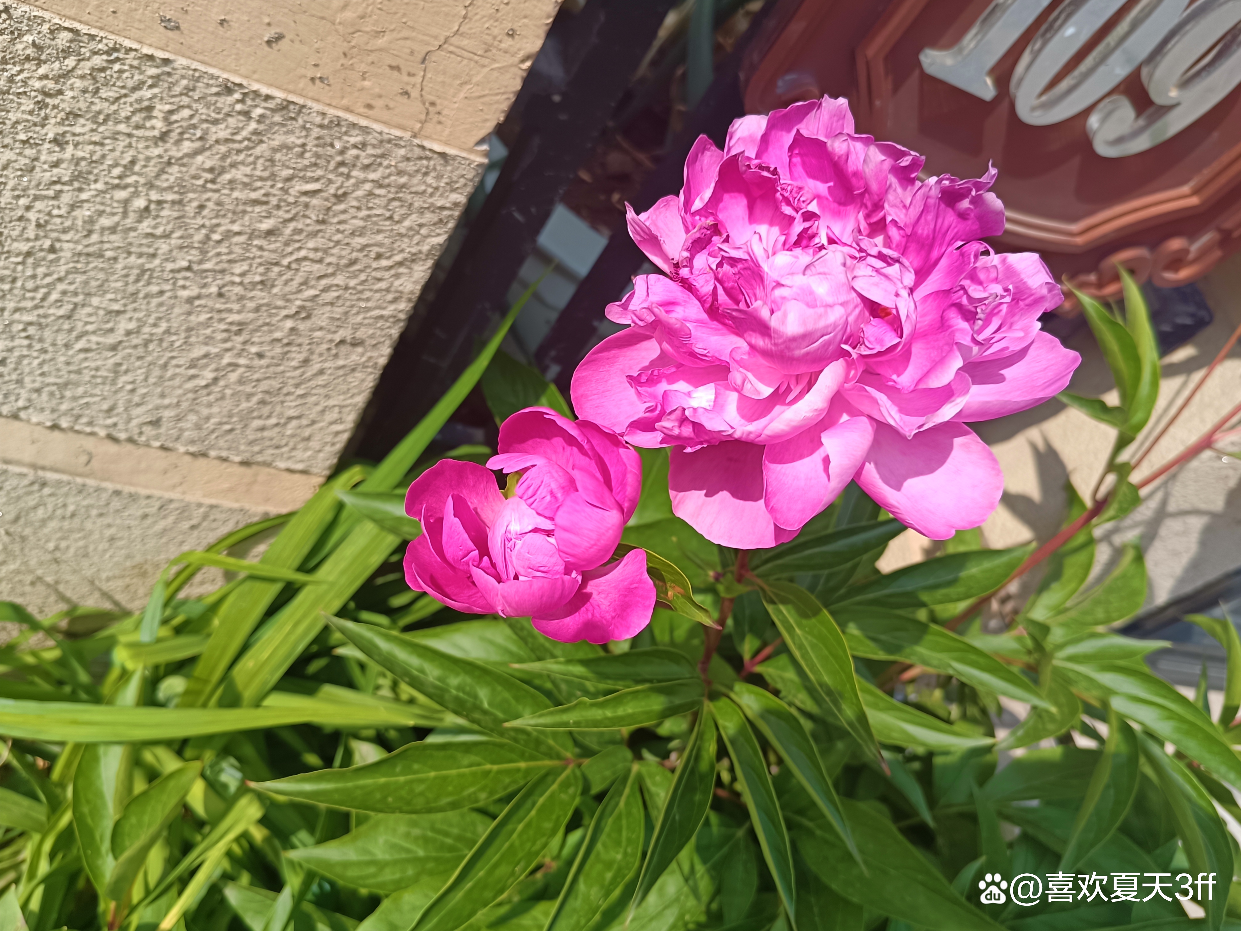 我的拍花日记之十一