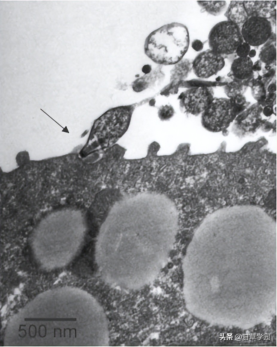 甘草片治疗支原体肺炎,甘草学园