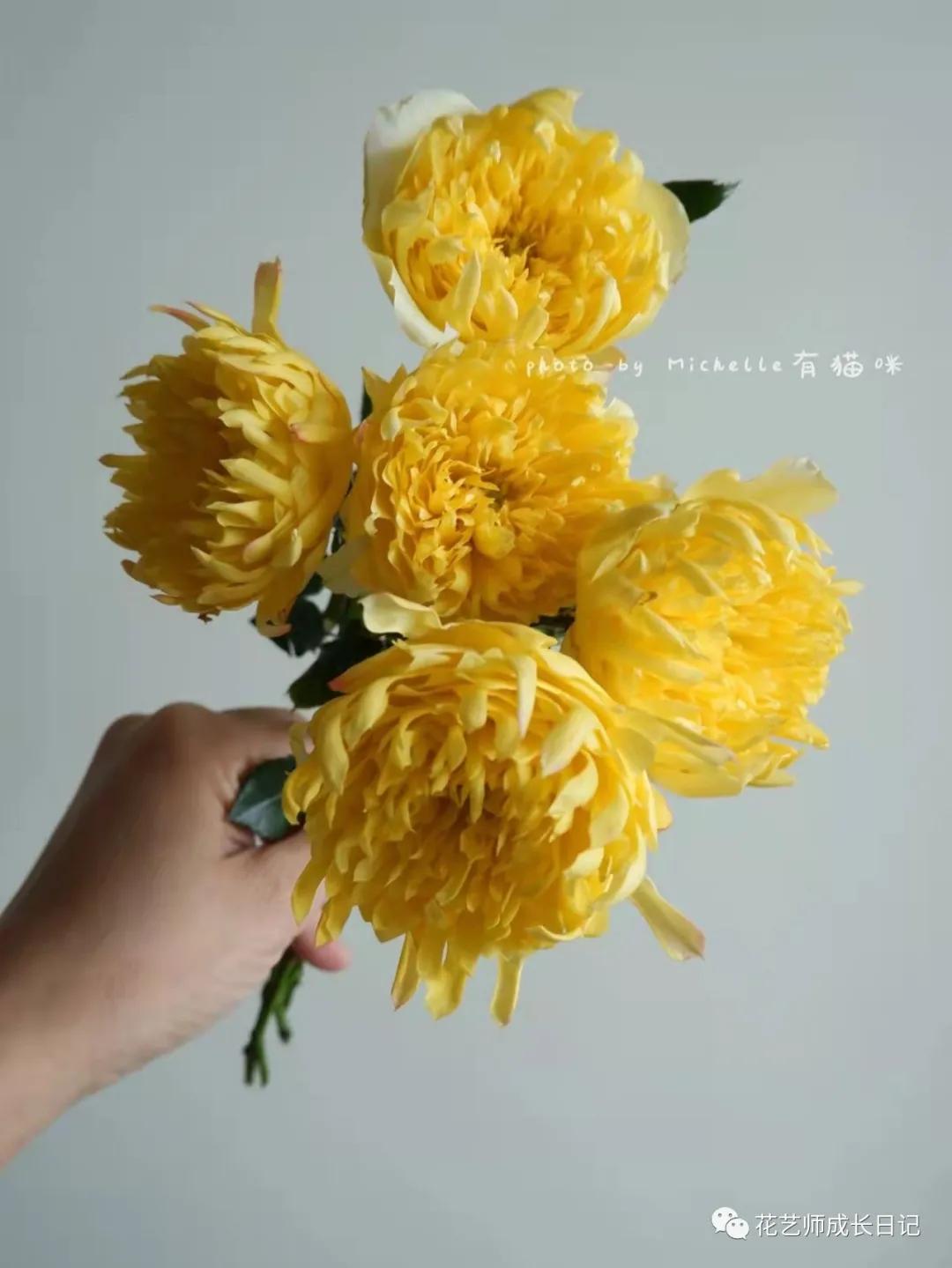 100朵玫瑰vol.50|烟花波浪玫瑰，菊里菊气，花开如烟火