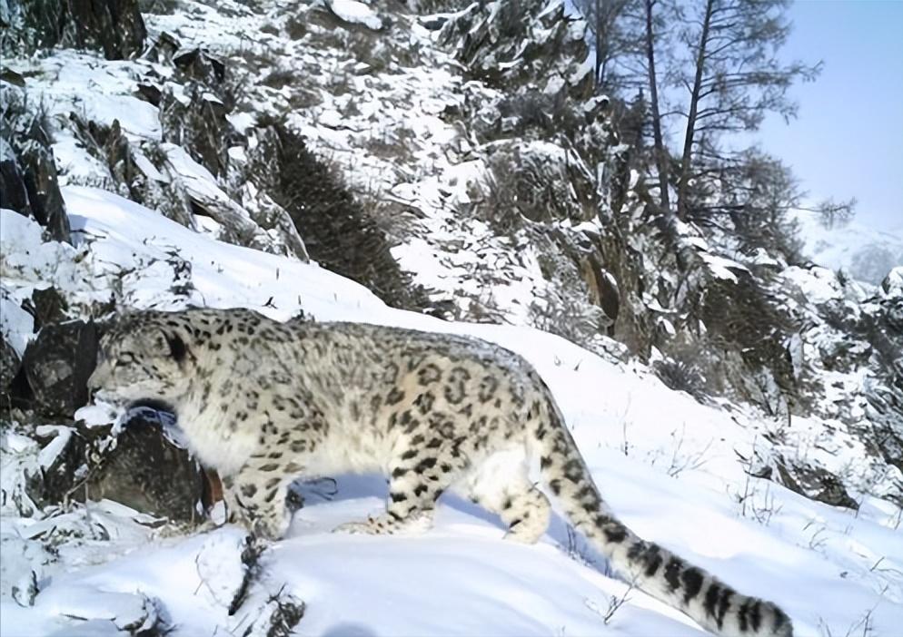 云南农村小伙捡到一只小猫,小伙捡到一只活体小猫