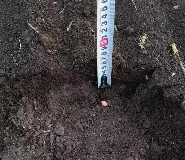 玉米播种怎样才能播得又快又好,玉米播种深浅有什么优缺点