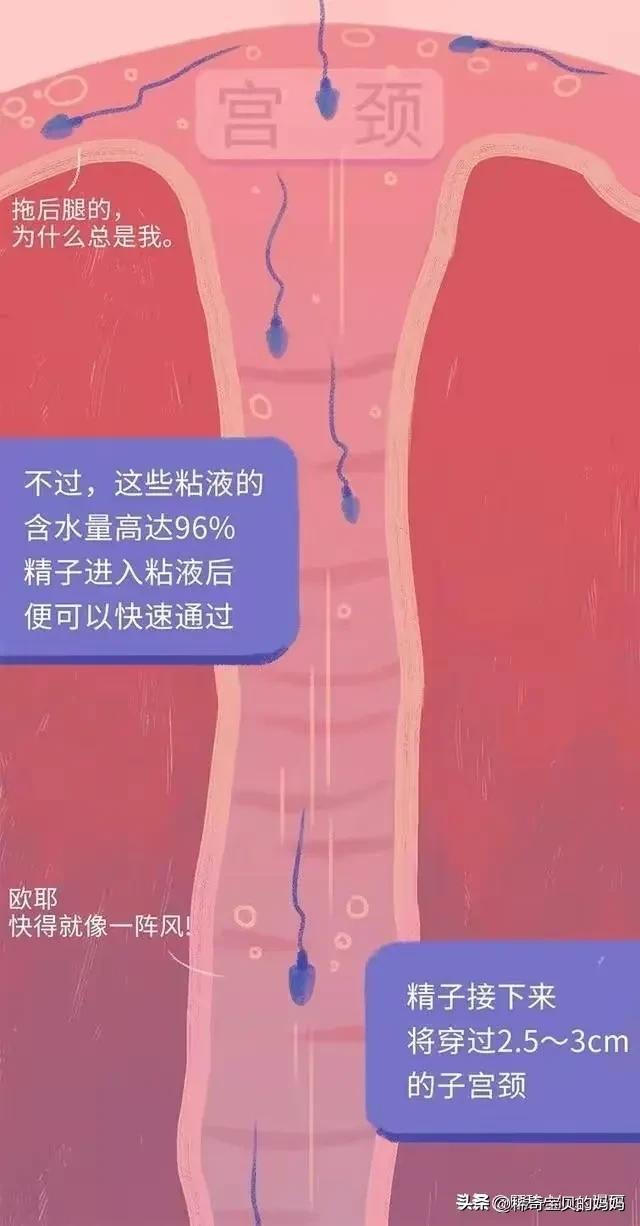 精子进入女生体内的24小时，都发生了些什么？励志漫画