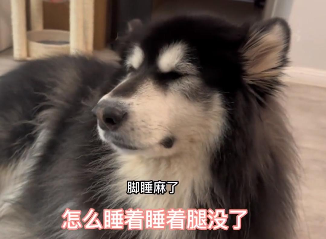 狗狗睡觉突然尖叫前腿不停的动,狗狗睡觉突然吓一跳