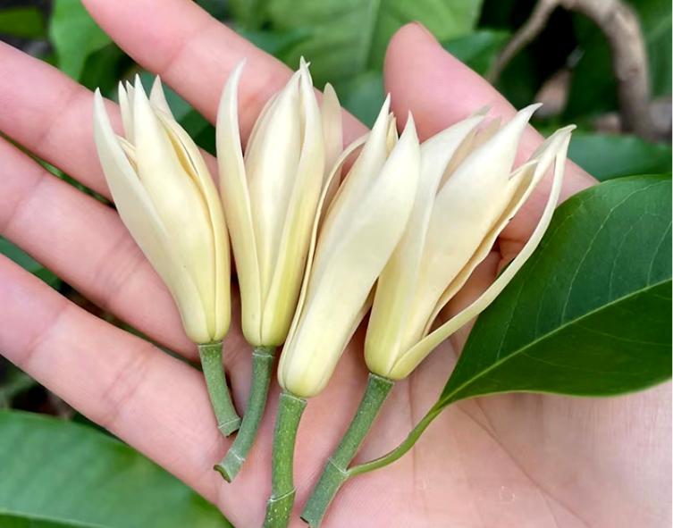 白兰花养护技巧和注意事项,白兰花养护的技巧和方法