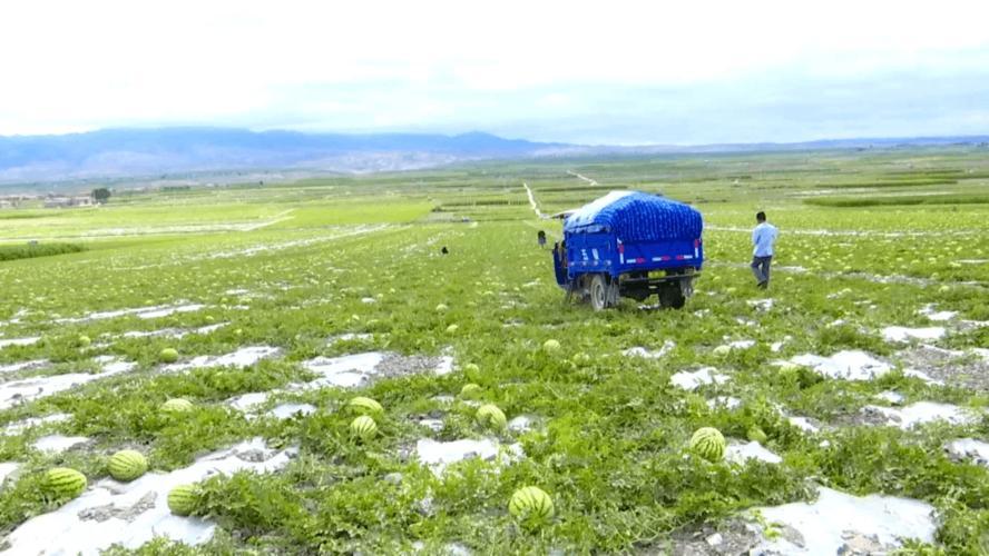 戈壁西瓜为什么会被禁种,戈壁西瓜有多大危害