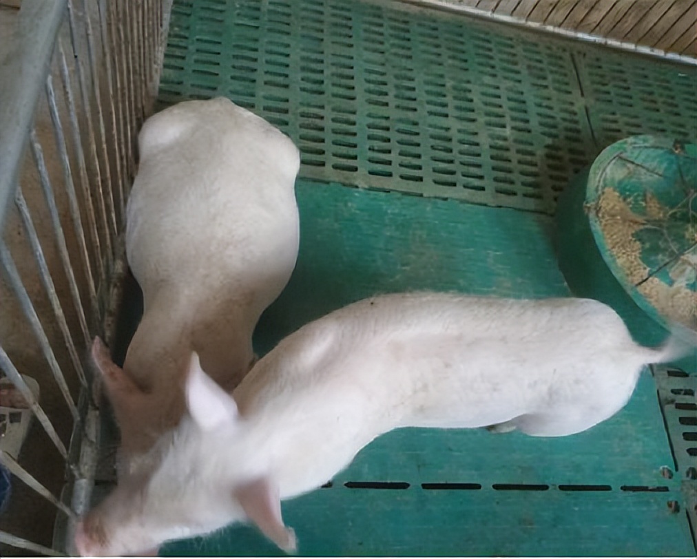 幼猪不吃东西怎么治疗,猪吃食量下降看不出什么病怎么治