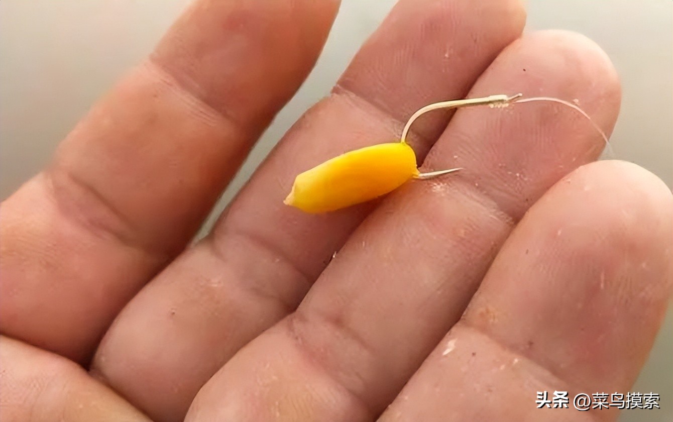串钩怎么挂玉米钓鱼视频,挂玉米钓鱼有口却打不上鱼为什么