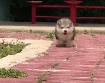 狗狗便便训练技巧大全,学会这几个技巧狗狗想不听话都难