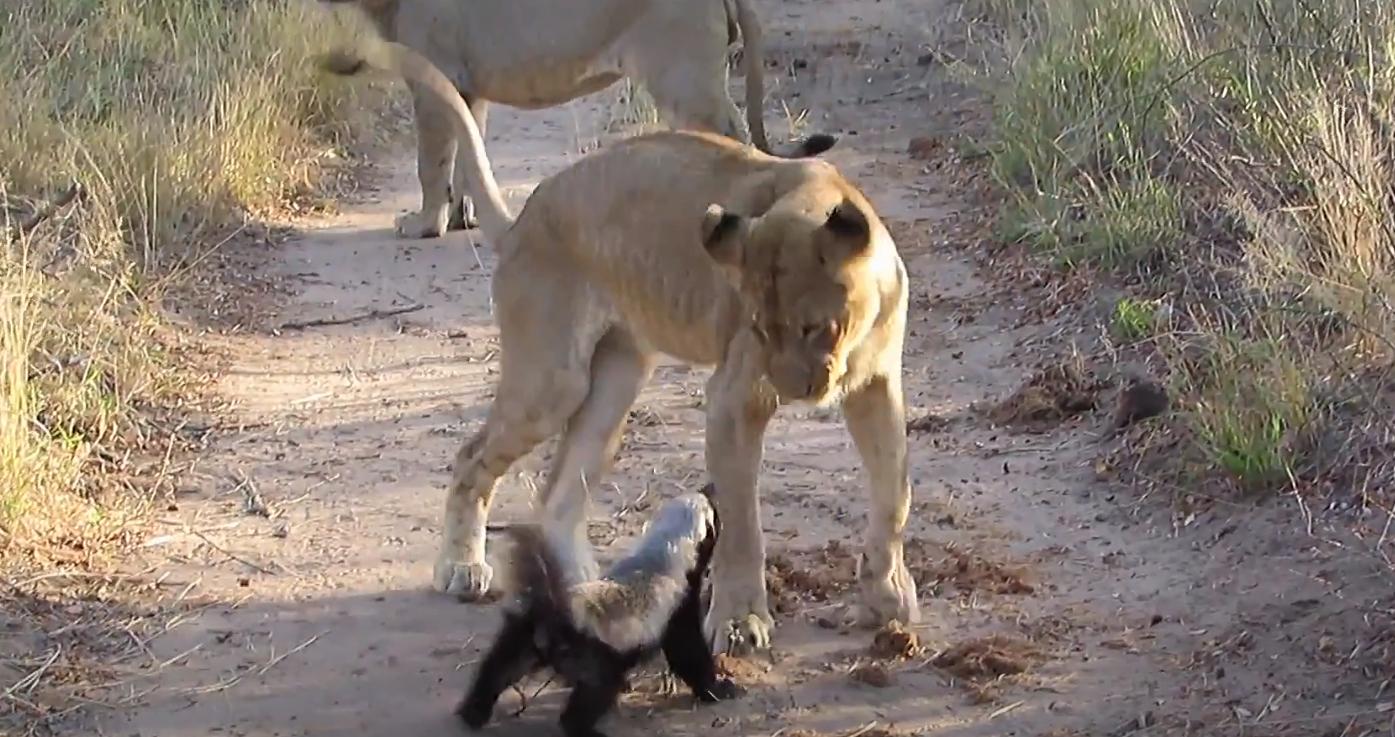 螳螂大战100只世界上最弱的蚂蚁,七大食肉动物大战大象和犀牛