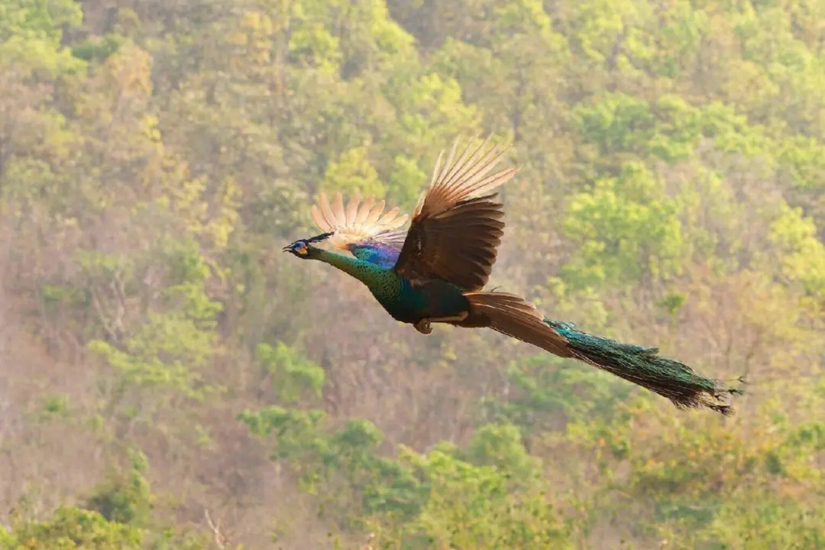 为什么蓝孔雀比绿孔雀多,蓝孔雀为什么受人爱