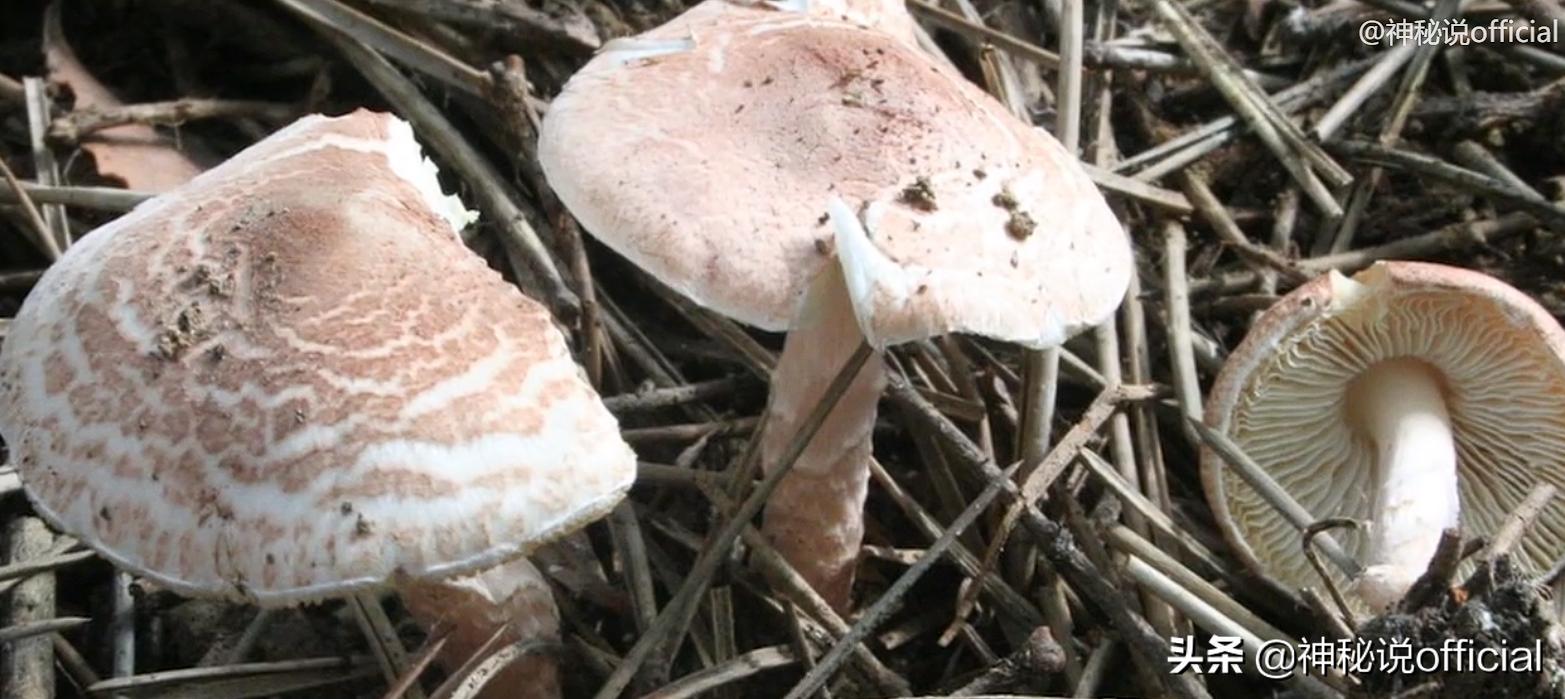 2021诡异童谣预言，红伞、躺板、埋山，一切是巧合还是早有预谋？