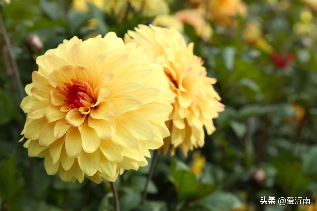 花的飞花令诗句100句,春天的飞花令诗句全集