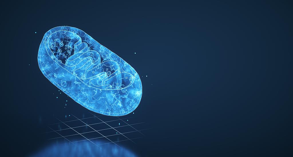 人体需要补充矿物质维生素吗,人体需要补充辅酶吗