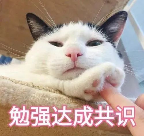 过敏体质的猫吃什么猫粮,低敏的猫有哪些品种