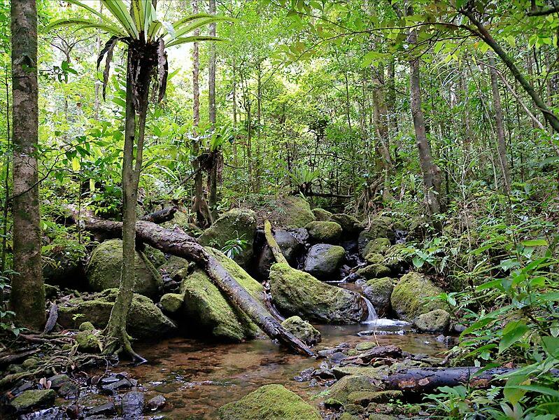 拯救狐獴,拯救狐猴