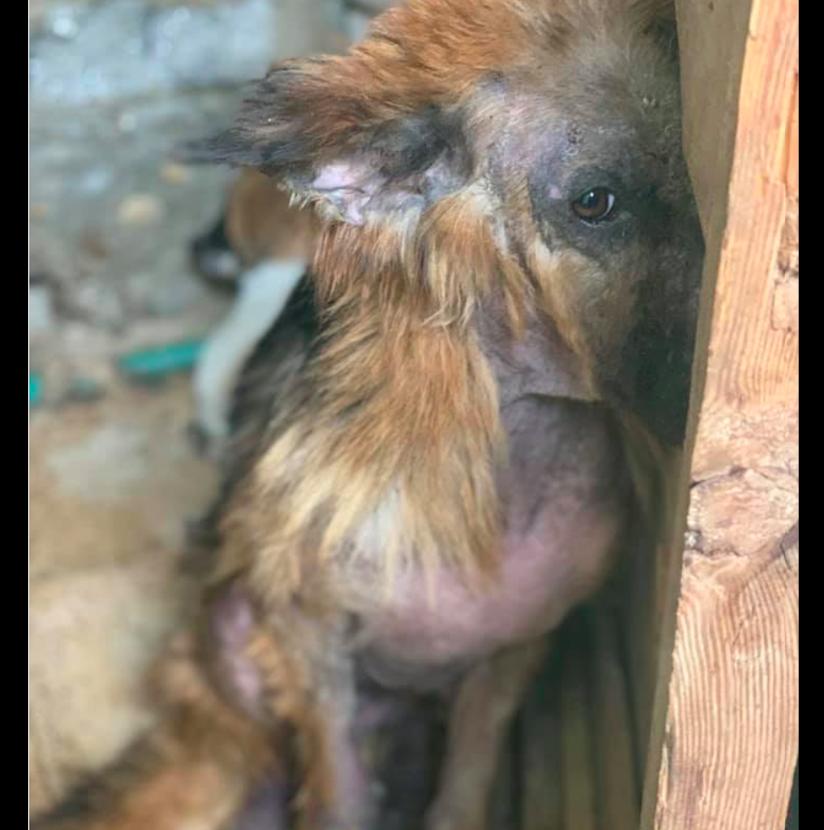 德牧被关在玻璃门,德牧被关笼子