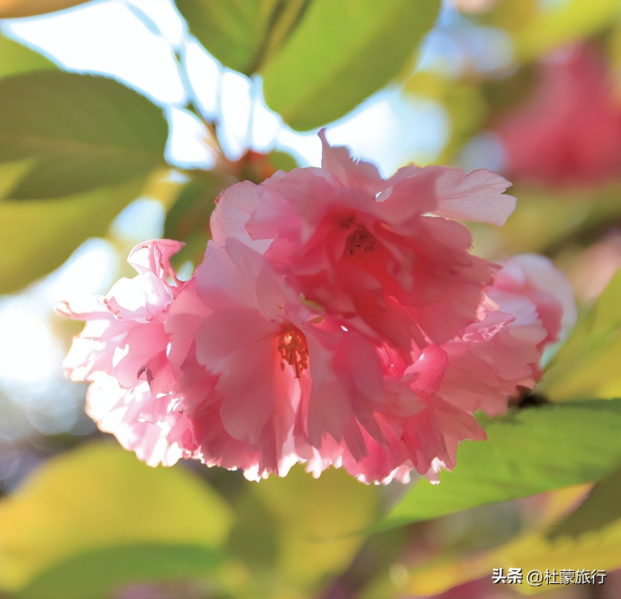 西安有什么好看的樱花景点,西安樱花最佳观赏地点