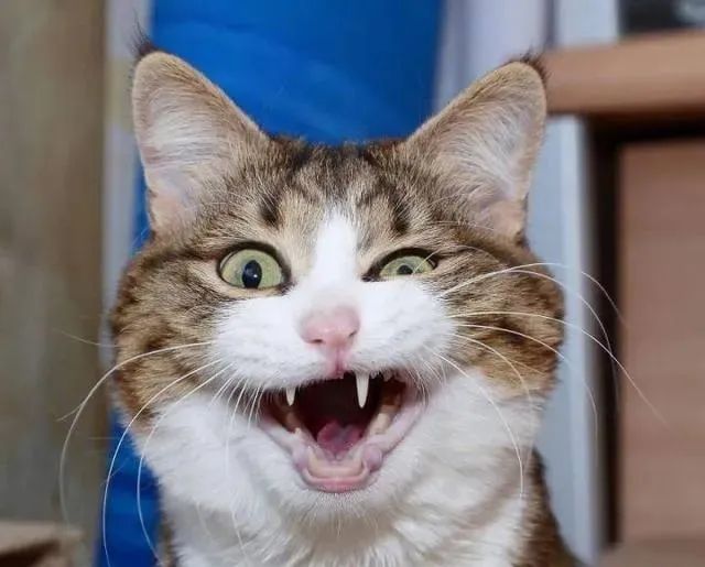 家猫是怎么养成的,晒出家猫的成长史