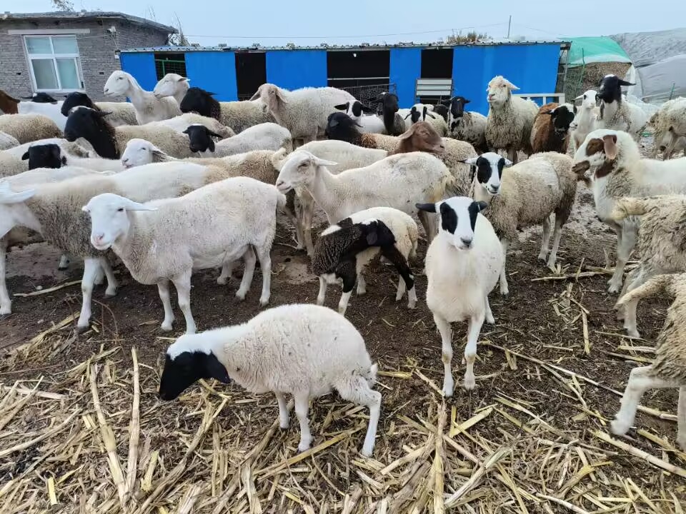 乡村养殖什么最可靠最赚钱,养殖什么经营模式最赚钱