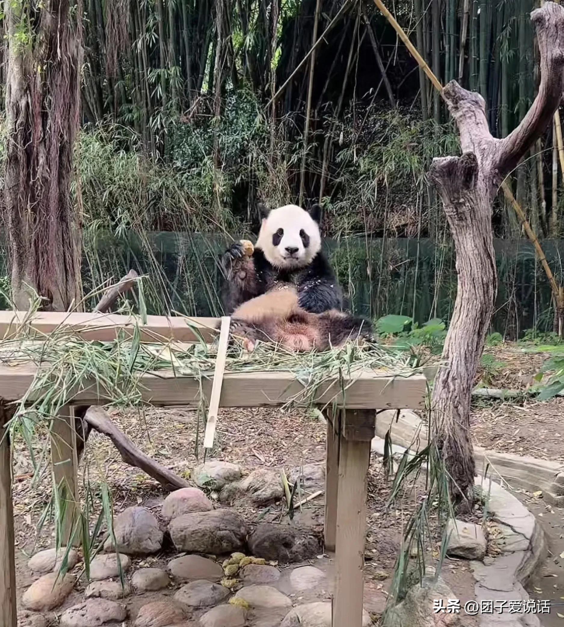 广东广州长隆动物世界看大熊猫,认识成都大熊猫