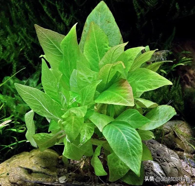 科普知识大全世界之最,世界之最百科知识大全视频讲解