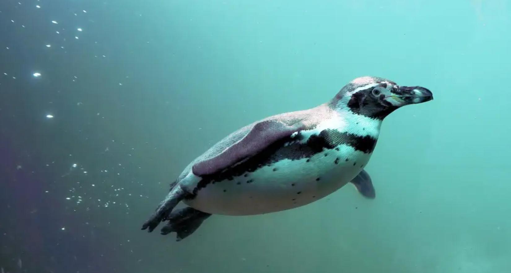 北极为何没有企鹅？80多年前放养在北极的69只企鹅，是何结局？