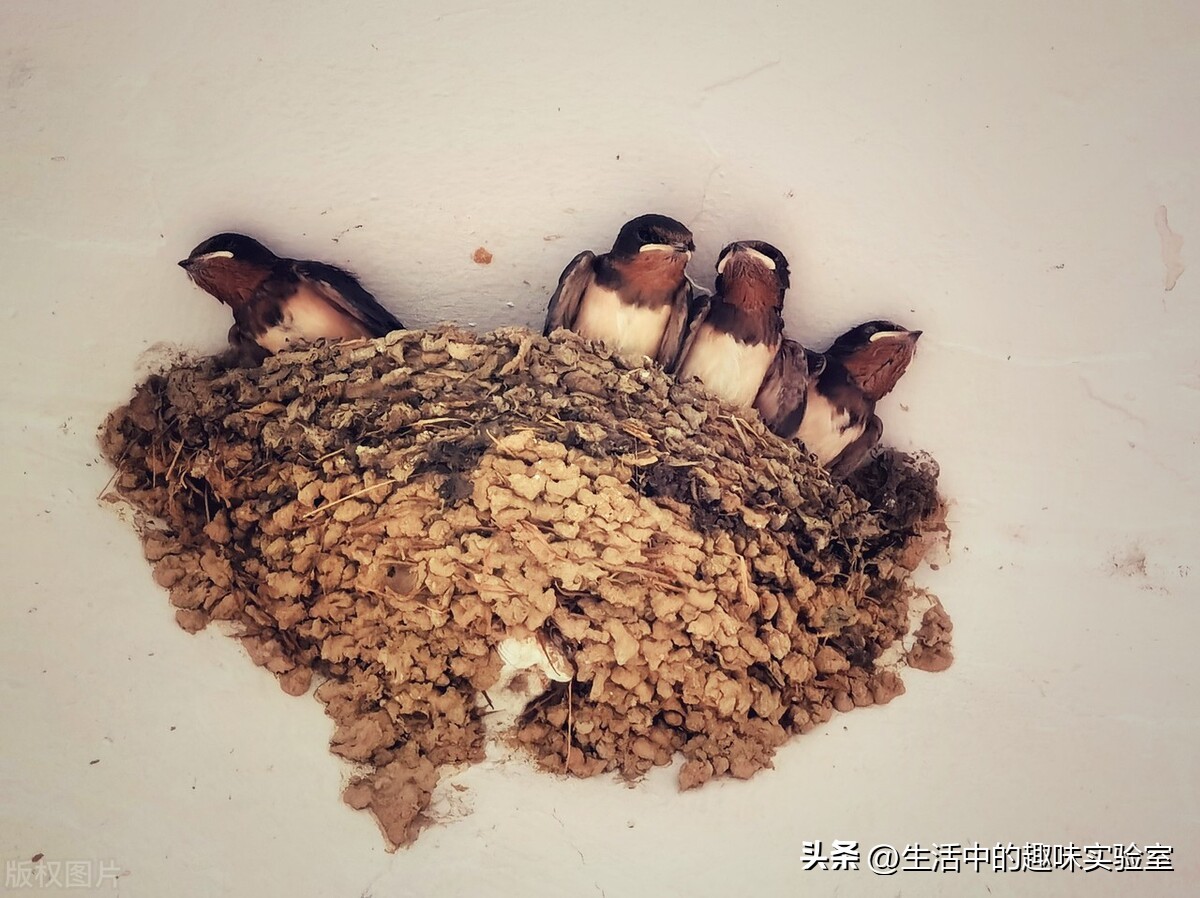 鸟为什么在雨中淋雨,为什么鸟儿下雨要低飞
