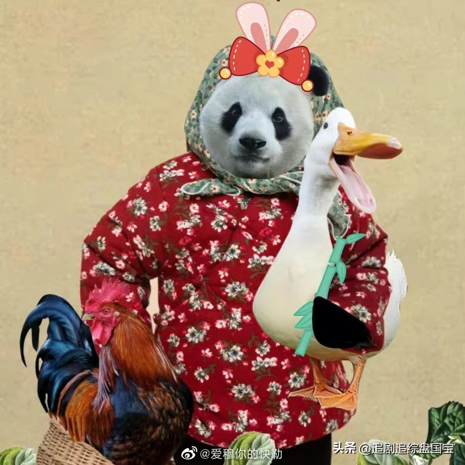 盘点2023年回归的大熊猫,国宝大熊猫资料整理全部