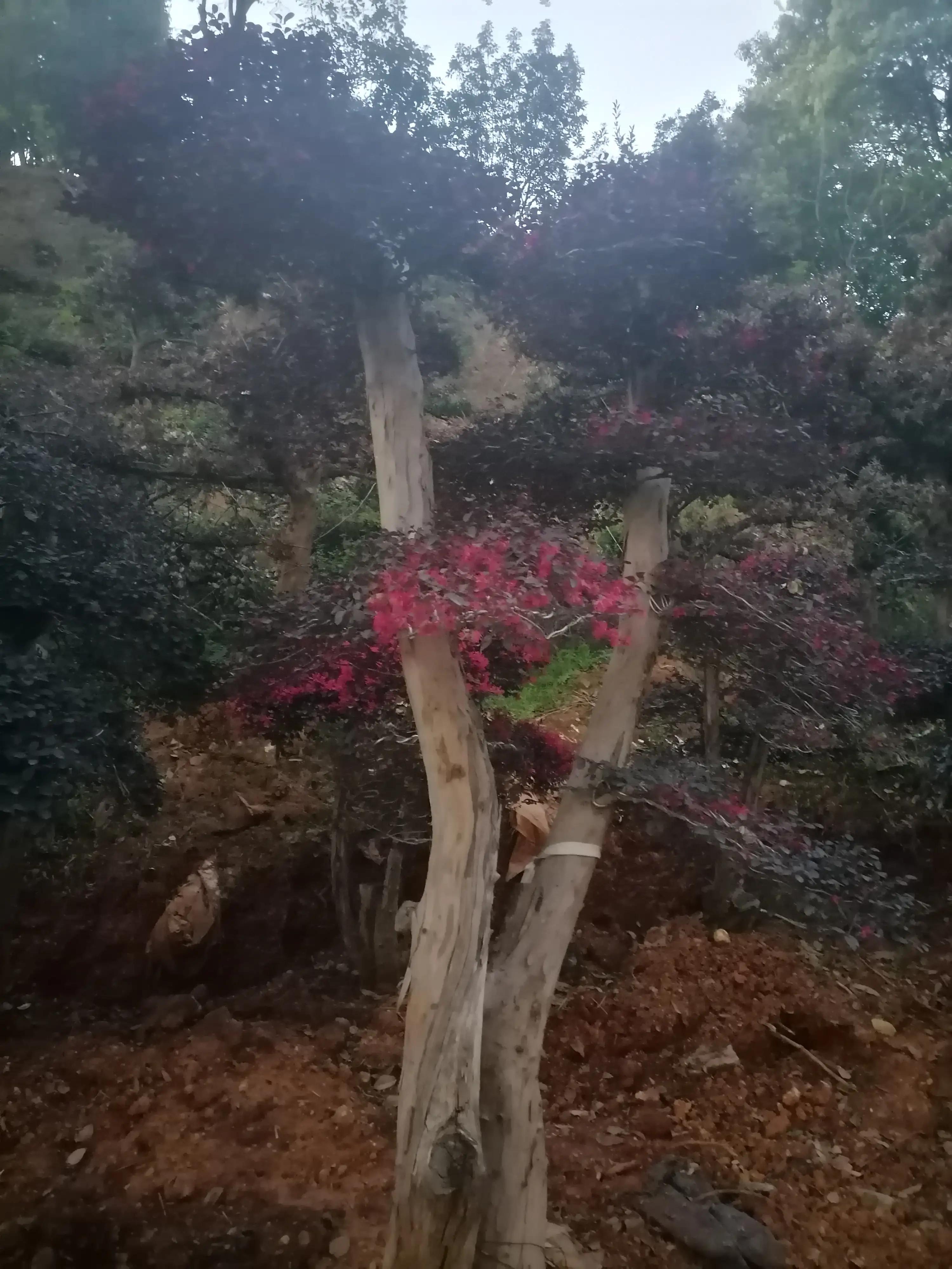 床上之痛（原创）