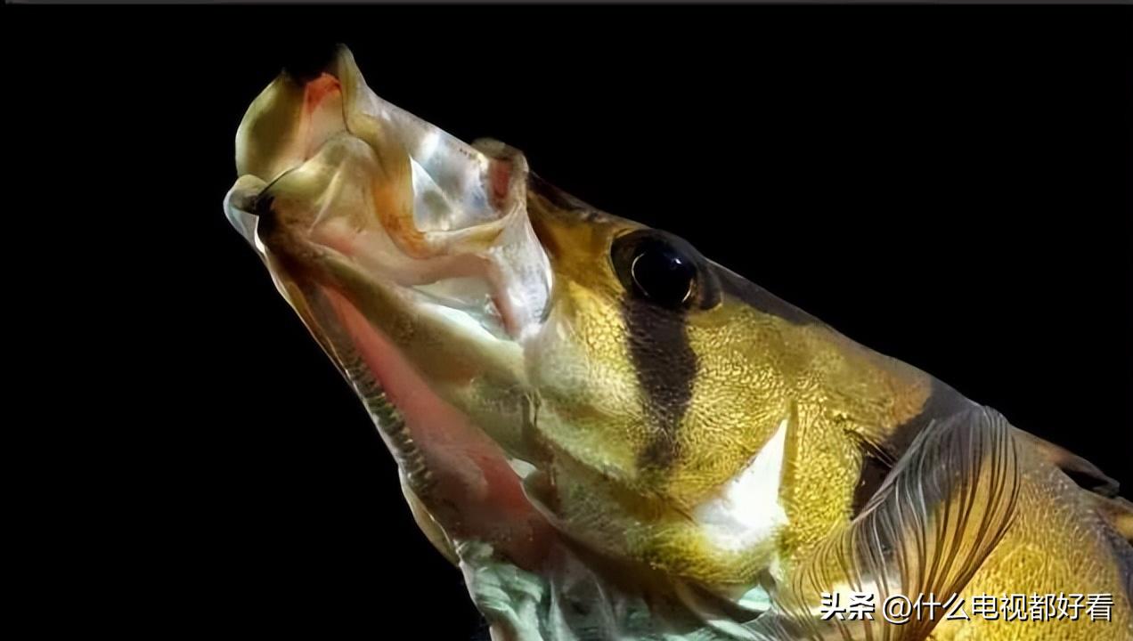 虎鱼从小饲养的正确方法,饲养虎鱼有哪些注意事项