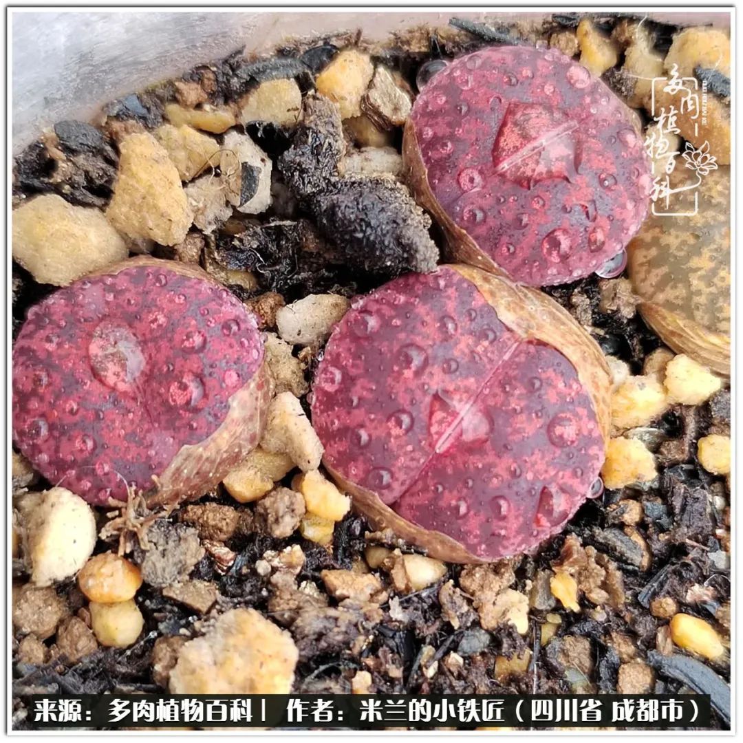 生石花好养吗怎么养护的,生石花的养殖方法和注意事项